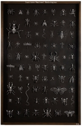 Radiografía de insectos a